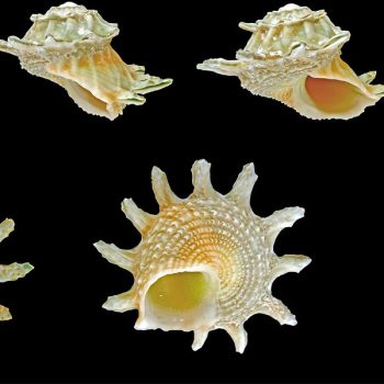 Astralium calcar – Ninja Star Snail - Ασπόνδυλα Θαλασσινού