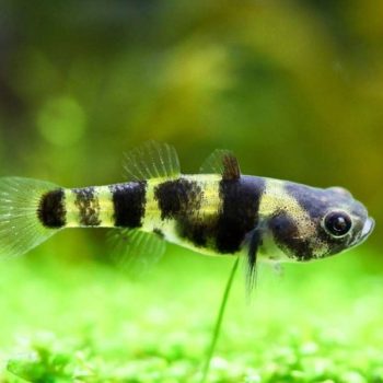 Brachygobius xanthomelas-Bumblebee Goby 2cm