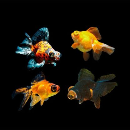 Carassius auratus – Assorted Telescope 7.5cm - Ψάρια Γλυκού