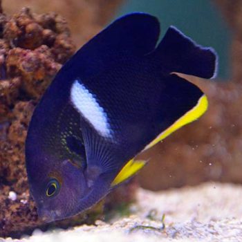 Centropyge tibicen- Keyhole Angelfish
