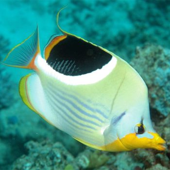 Chaetodon ephippium - Saddleback Butterflyfish