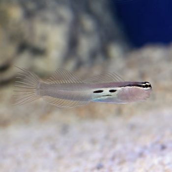 Ecsenius bimaculatus – Twinspot blenny - Ψάρια Θαλασσινού