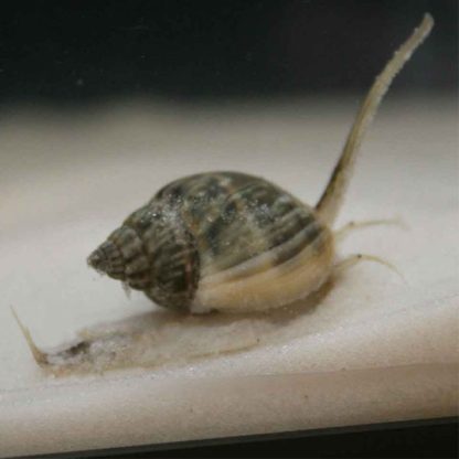 Nassarius distortus – Green Nassarius Snail - Ασπόνδυλα Θαλασσινού