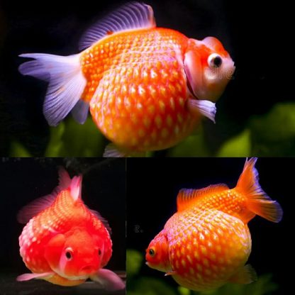 Carassius auratus-Pearl Scale-3.0-3.5 Cm - Ψάρια Γλυκού