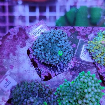 Ricordea florida A508 - Frags