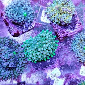 Ricordea florida B600 - Frags