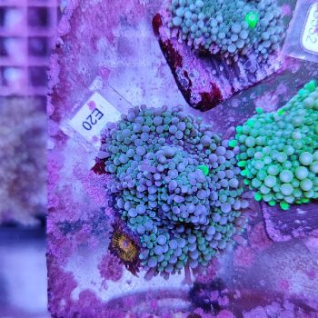 Ricordea florida E20 - Frags