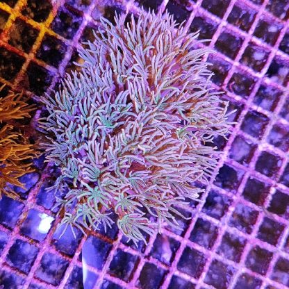 Tubipora musica D85 - Frags