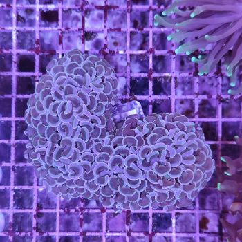 Euphyllia ancora A54 - Μητρικές αποικίες