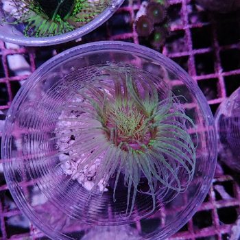 Cerianthus membranaceus - Hot Coral Offers