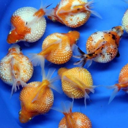 Carassius auratus-Pearl Scale-3.0-3.5 Cm - Ψάρια Γλυκού