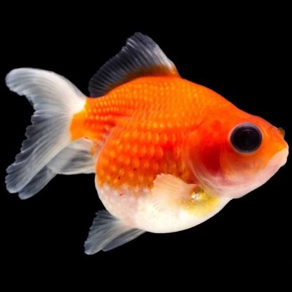 Carassius auratus-Pearl Scale-3.0-3.5 Cm - Ψάρια Γλυκού