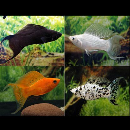 Poecilia latipinna- Mixed Lyretail Molly - Ψάρια Γλυκού
