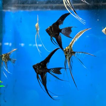Pterophyllum scalare-Assorted Veiltail Angelfish SM - Slider Sales