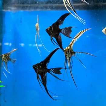 Pterophyllum scalare-Assorted Veiltail Angelfish L - Ψάρια Γλυκού