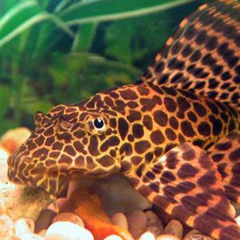 Pterygoplichthys gibbiceps – Hi Fin Red Spotted Ple... - Ψάρια Γλυκού