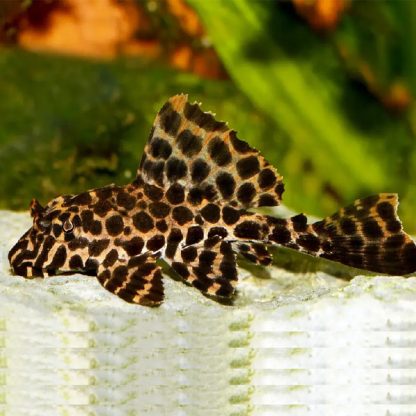 Pterygoplichthys joselimaianus-Leopard Sailfin Pleco 5cm - Ψάρια Γλυκού