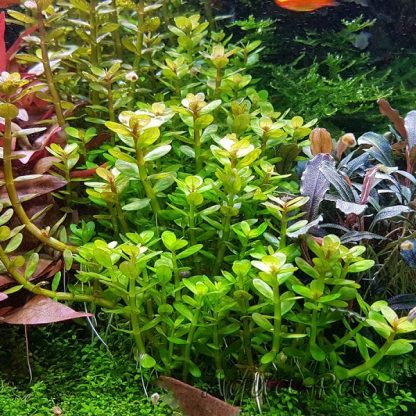 Tropica Rotala ‘Bonsai’ 1-2-Grow - Φυτά για Ενυδρεία