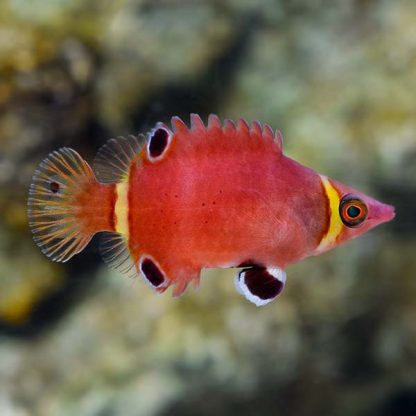 Wetmorella nigropinnata – Sharpnose wrasse - Ψάρια Θαλασσινού