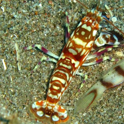 Alpheus bellulus – Tiger pistol shrimp - Ασπόνδυλα Θαλασσινού