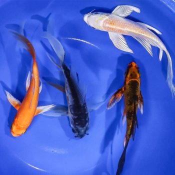 Cyprinus carpio – Koi Butterfly 10cm - Ψάρια Γλυκού