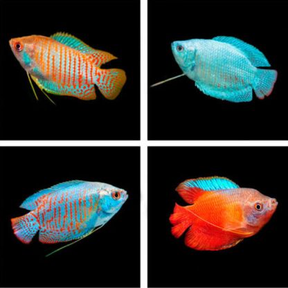 Colisa lalia- Dwarf Gourami Assorted - Ψάρια Γλυκού