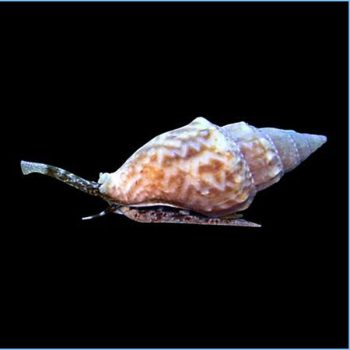 Nassarius distortus – Marble Nassarius Snail - Ασπόνδυλα Θαλασσινού