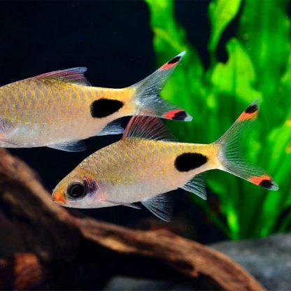 Dawkinsia assimilis-Mascara Barb 3cm - Ψάρια Γλυκού