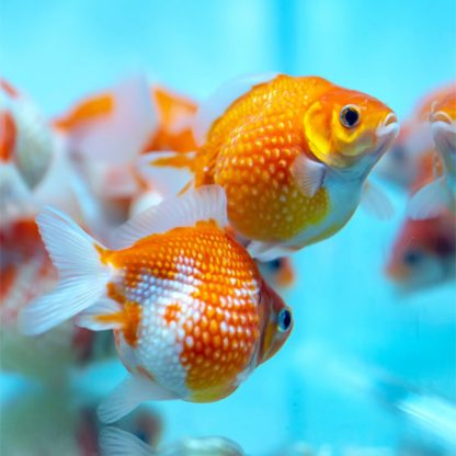 Carassius auratus-Pearl Scale-3.0-3.5 Cm - Ψάρια Γλυκού