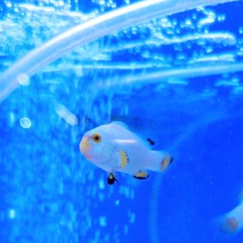 Amphiprion ocellaris- Premium Platinum Ocellaris s