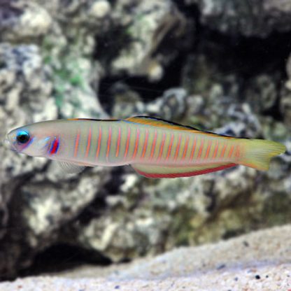 Ptereleotris zebra – Chinese Zebra Goby - Ψάρια Θαλασσινού