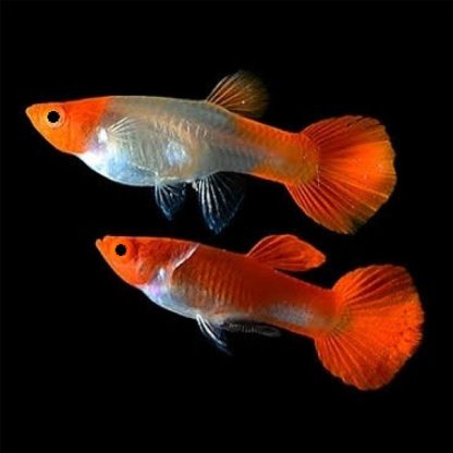 Poecilia reticulata – Rummy Nose Guppy (Female) - Ψάρια Γλυκού