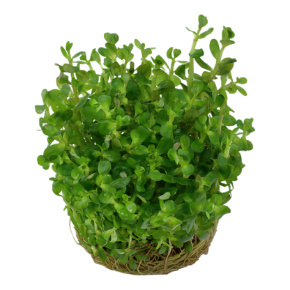 Tropica Rotala ‘Bonsai’ 1-2-Grow - Φυτά για Ενυδρεία