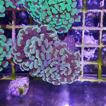 Euphyllia paraancora B577 - Frags
