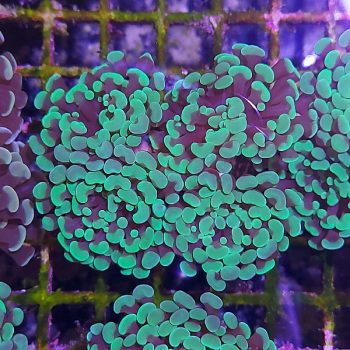 Euphyllia paraancora G09 - Frags