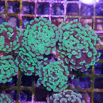 Euphyllia paraancora C61 - Frags
