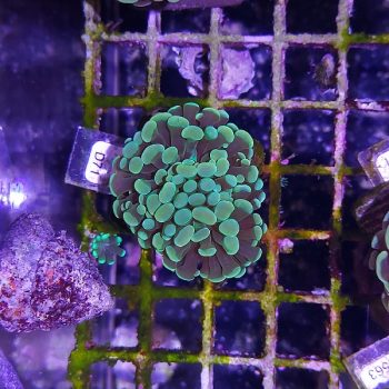 Euphyllia paraancora D71 - Frags