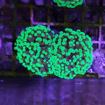 Euphyllia paraancora B519 - Frags