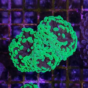 Euphyllia paraancora D98 - Frags