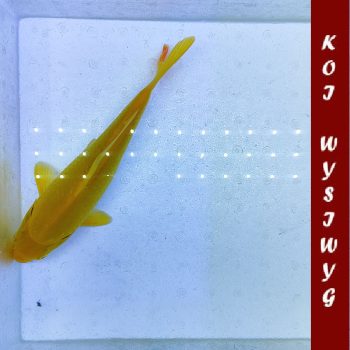 Cyprinus carpio-Koi Showa 27-30cm WYSIWYG -4 - Ψάρια Γλυκού