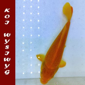 Cyprinus carpio-Koi Showa 27-30cm WYSIWYG -3 - Ψάρια Γλυκού