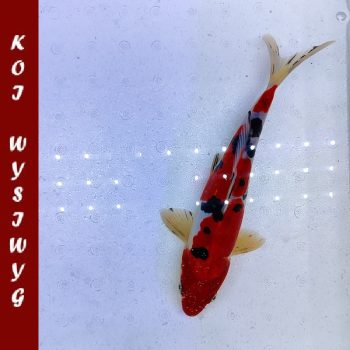 Cyprinus carpio-Koi Sanke Doitsu 27-30cm WYSIWYG 1 - Ψάρια Γλυκού