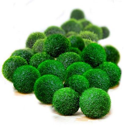 S.I Aegagrophila linnaei Small MossBall - Φυτά για Ενυδρεία