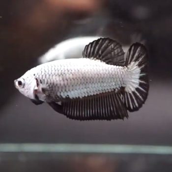 Betta splendens – Siamese Fighting Black Dragon Female 4-5 cm