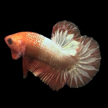 Betta splendens – Siamese Fighting Fancy Copper Plakat Ma... - Ψάρια Γλυκού