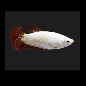 Betta splendens – Siamese Fighting Red Dragon 3.5-4cm