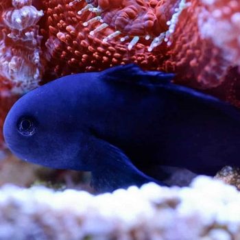 Gobiodon strangulatus - Black Clown Goby