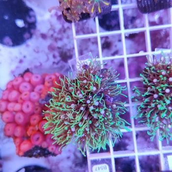 Star polyps D33 - Frags