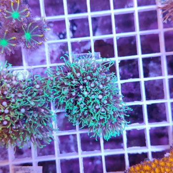Star polyps B507 - Frags