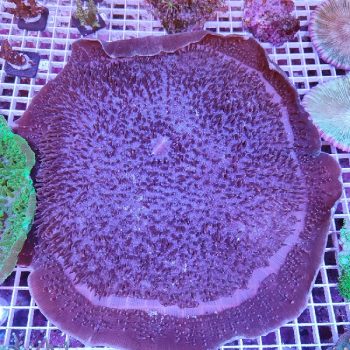 Amplexdiscus sp. XXL - Μητρικές αποικίες